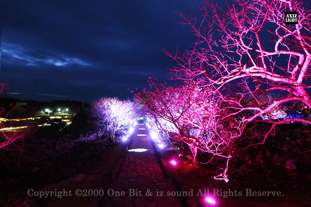 今帰仁グスク桜まつり：夜桜ライトアップ実施写真（31）／世界遺産ライトアップ・今帰仁城跡ライトアップ／OneBit（ワンビット）& AXIZ Light（アクシーズライト）& あくち～む（世界遺産照明プロデュースLighting production, 世界遺産照明デザインlighting design, 世界遺産デジタルプログラムdigital program）