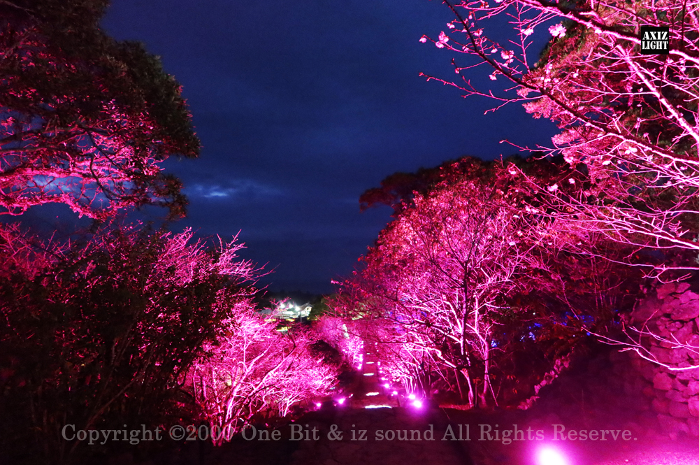 今帰仁グスク桜まつり：夜桜ライトアップ実施写真（22）／世界遺産今帰仁城跡ライトアップ／OneBit（ワンビット）& AXIZ Light（アクシーズライト）& あくち～む（照明プロデュースLighting production, 照明デザインlighting design, デジタルプログラムdigital program）