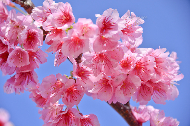 今帰仁グスク桜まつり：沖縄桜イメージ写真（WEBサイトより）（2）／OneBit（ワンビット）& AXIZ Light（アクシーズライト）& あくち～む（照明プロデュースLighting production, 照明デザインlighting design, デジタルプログラムdigital program）