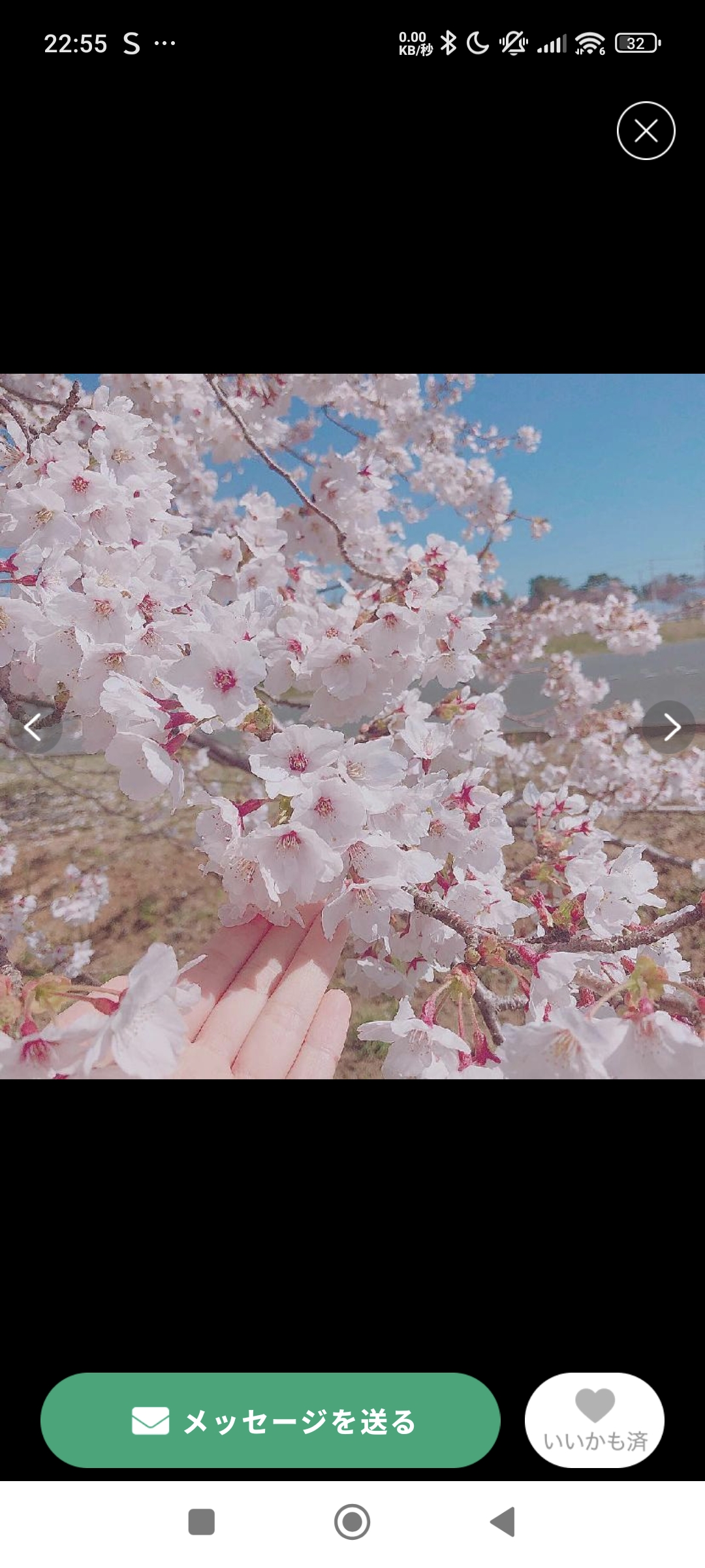 今帰仁グスク桜まつり：桜イメージ写真（WEBサイトより）（1）／OneBit（ワンビット）& AXIZ Light（アクシーズライト）& あくち～む（照明プロデュースLighting production, 照明デザインlighting design, デジタルプログラムdigital program）