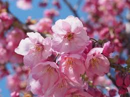 今帰仁グスク桜まつり：沖縄桜イメージ写真（WEBサイトより）（3）／OneBit（ワンビット）& AXIZ Light（アクシーズライト）& あくち～む（照明プロデュースLighting production, 照明デザインlighting design, デジタルプログラムdigital program）