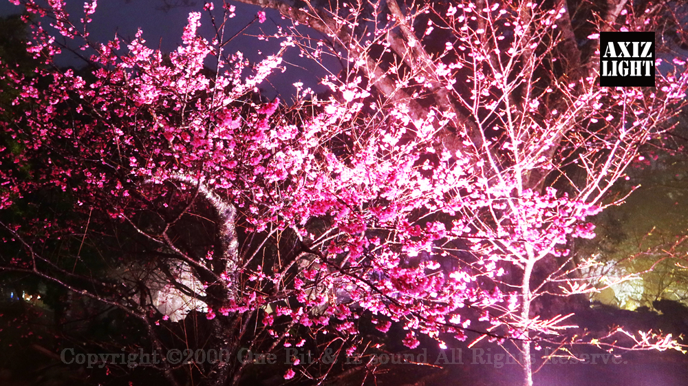 今帰仁グスク桜まつり：夜桜ライトアップ実施写真（72）／世界遺産ライトアップ・今帰仁城跡ライトアップ／OneBit（ワンビット）& AXIZ Light（アクシーズライト）& あくち～む（世界遺産照明プロデュースLighting production, 世界遺産照明デザインlighting design, 世界遺産デジタルプログラムdigital program）