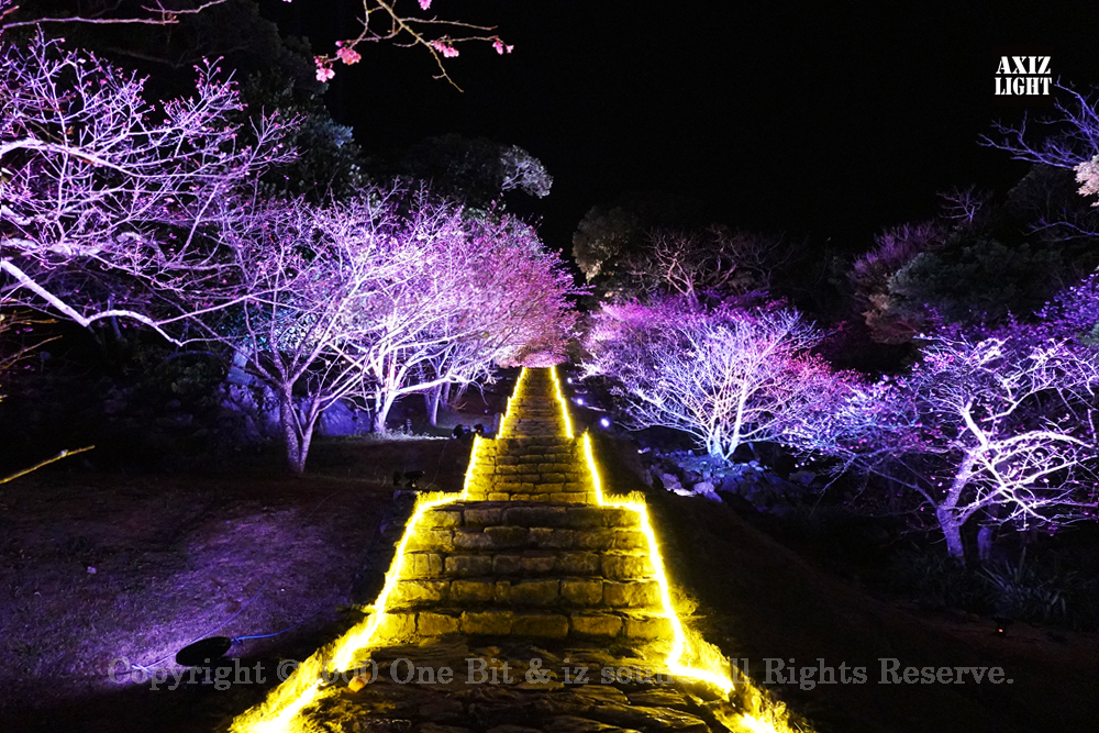 今帰仁グスク桜まつり：夜桜ライトアップ実施写真（62）／世界遺産ライトアップ・今帰仁城跡ライトアップ／OneBit（ワンビット）& AXIZ Light（アクシーズライト）& あくち～む（世界遺産照明プロデュースLighting production, 世界遺産照明デザインlighting design, 世界遺産デジタルプログラムdigital program）