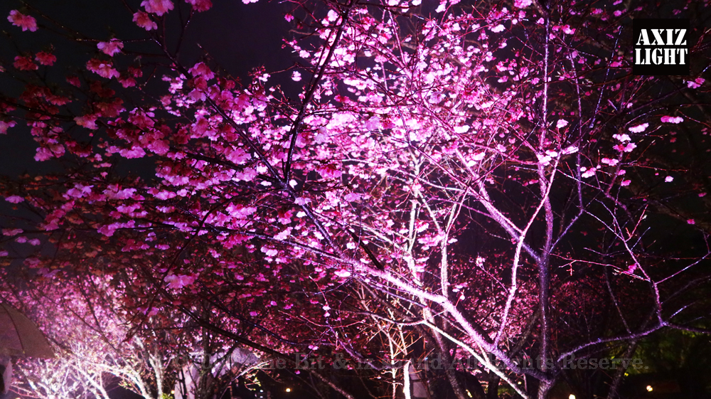 今帰仁グスク桜まつり：夜桜ライトアップ実施写真（61）／日本で一番早い夜桜ライトアップ！／世界遺産ライトアップ・今帰仁城跡ライトアップ／OneBit（ワンビット）& AXIZ Light（アクシーズライト）& あくち～む（世界遺産照明プロデュースLighting production, 世界遺産照明デザインlighting design, 世界遺産デジタルプログラムdigital program）